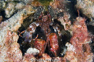 wakatobi,cleaning ,nikon d2x 60mm macro by Puddu Massimo 